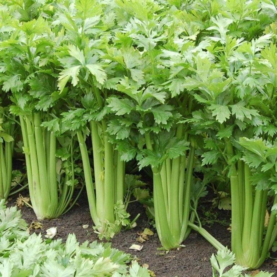 Apium graveolens var. dulce 'Tango' - Celery, Tango from My Organic Table
