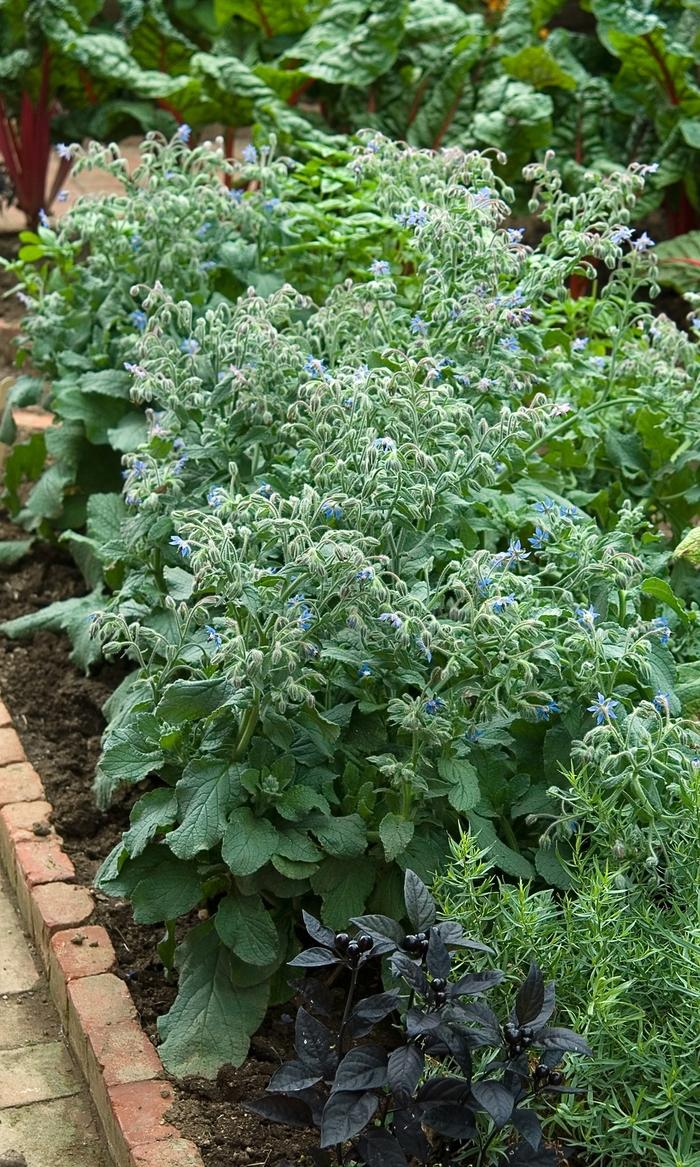 Borago officinalis Blue