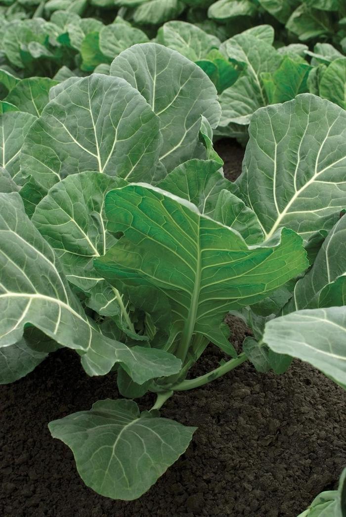 Brassica oleracea Flash F1
