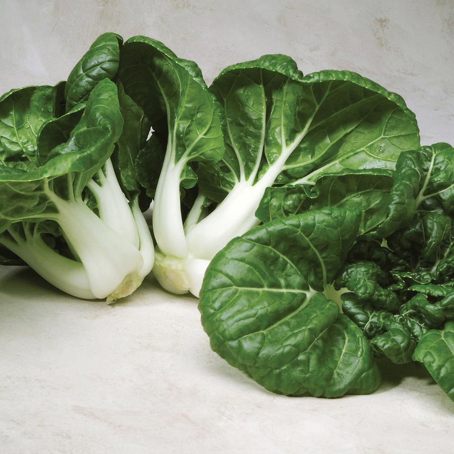 Brassica rapa chinesis 'Bopak' - Bok Choi, Baby White from My Organic Table
