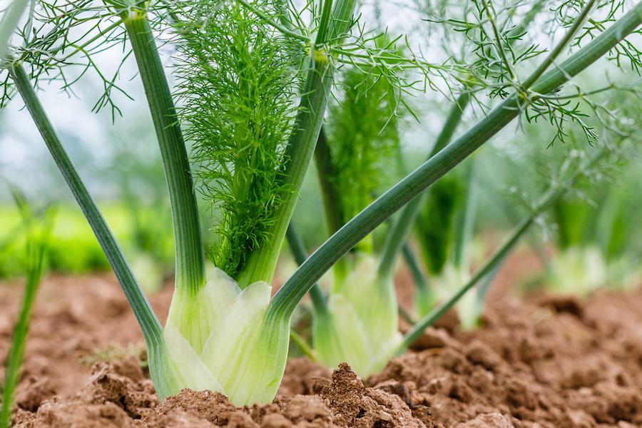 Foeniculum vulgare 'Preludio' - Fennel from My Organic Table