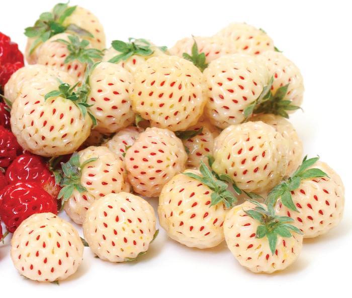 Fragaria Pineberry