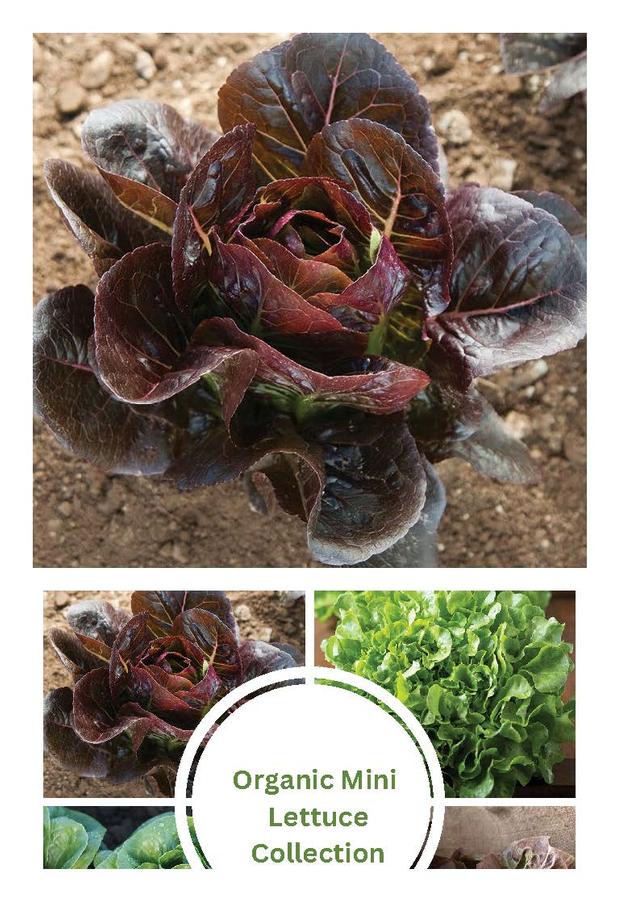 Lactuca sativa 'Baby Head Collection' - Lettuce, Baby Head Collection from My Organic Table