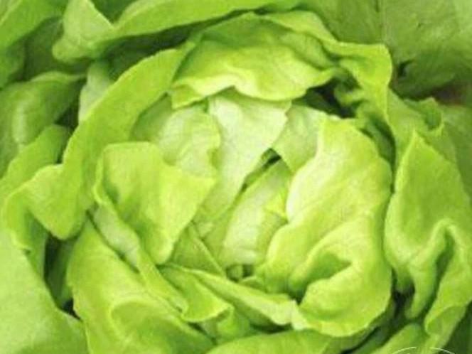 Lactuca sativa 'Buttercrunch' - Lettuce, Buttercrunch from My Organic Table