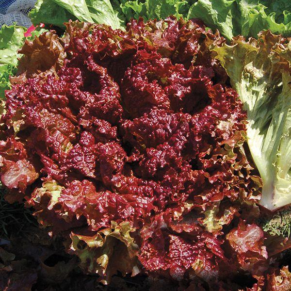Lactuca sativa 'New Red Fire' - Lettuce, New Red Fire from My Organic Table