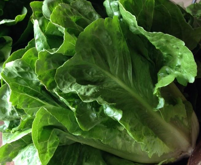 Lactuca sativa 'Dov' - Lettuce, Romaine from My Organic Table