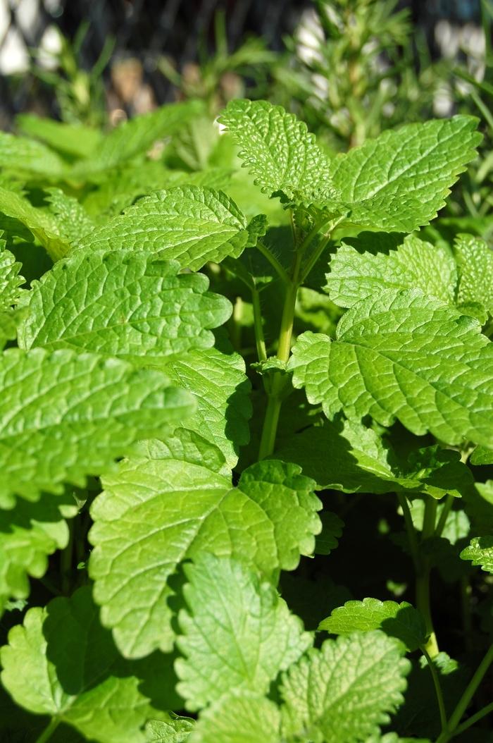 Melissa officinalis Lemon Balm