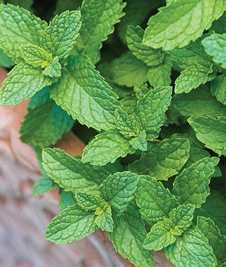 Mentha spicata 'Spearmint' - Mint, Spearmint from My Organic Table