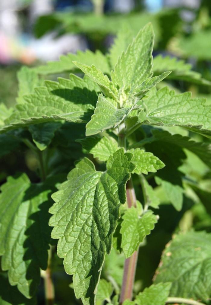 Nepeta cataria Catnip