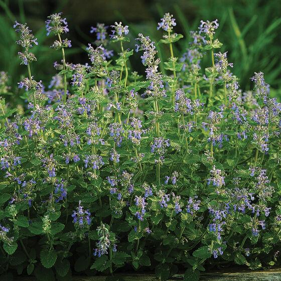 Nepeta racemosa 'Catmint' - Catmint from My Organic Table
