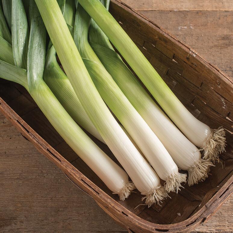 Allium porrum 'King Richard' - Leek, King Richard from My Organic Table