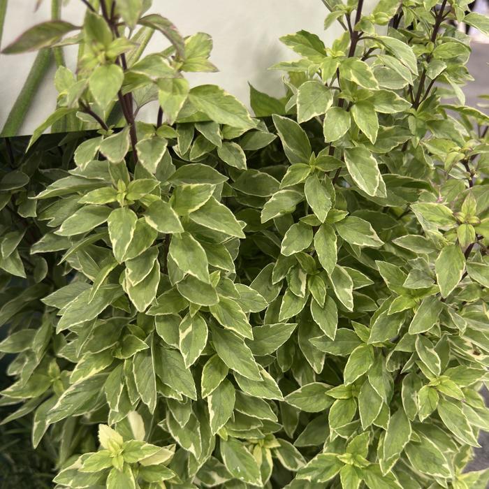 Ocimum basilicum Variegated, Pesto Perpetuo
