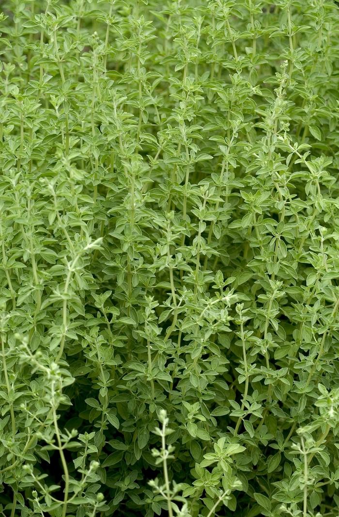 Origanum majorana Marjoram, Sweet