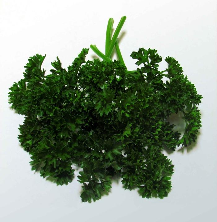 Petroselinum crispum Forest Green