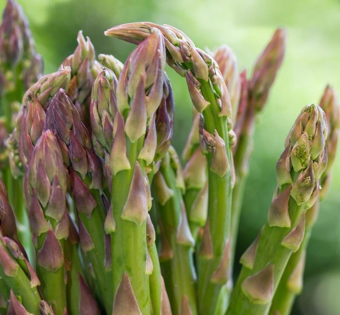 Asparagus officinalis Jersey Knight