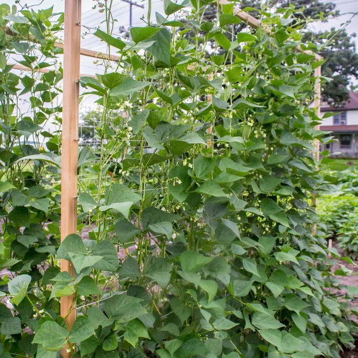 Phaseolus vulgaris Seychelles