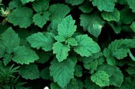 Pogostemon cablin 'Patchouli' - Patchouli from My Organic Table