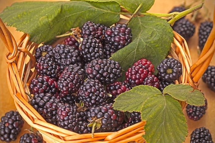 Rubus fruticosus Triple Crown