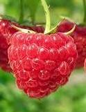 Rubus idaeus 'Caroline' - Raspberry, Caroline from My Organic Table