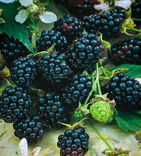 Rubus fruticosus 'Apache' - Blackberry, Apache from My Organic Table