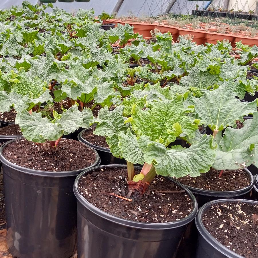 Rheum rhabarbarum 'Crimson' - Rhubarb, Crimson from My Organic Table