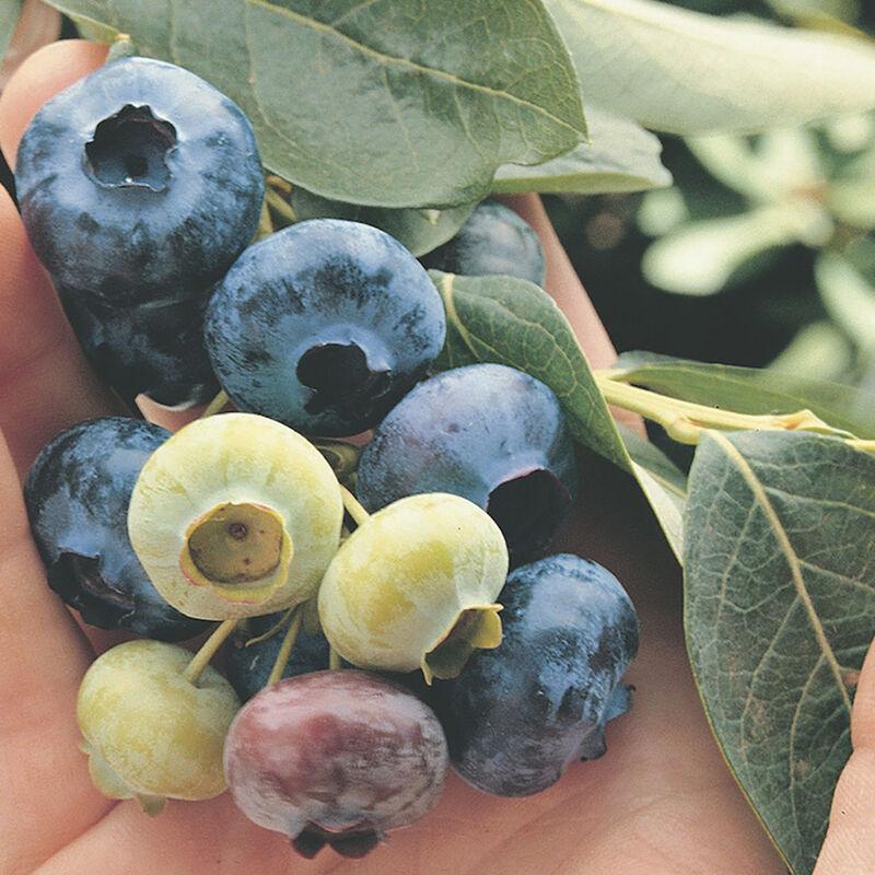 Vaccinium corymbosum 'Chandler' - Blueberry, Chandler from My Organic Table