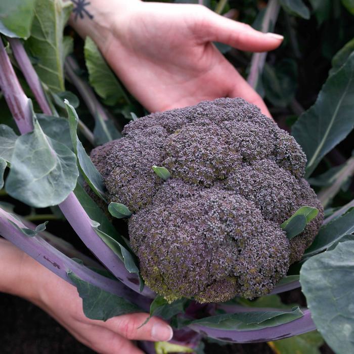 Brassica oleracea Purple Magic