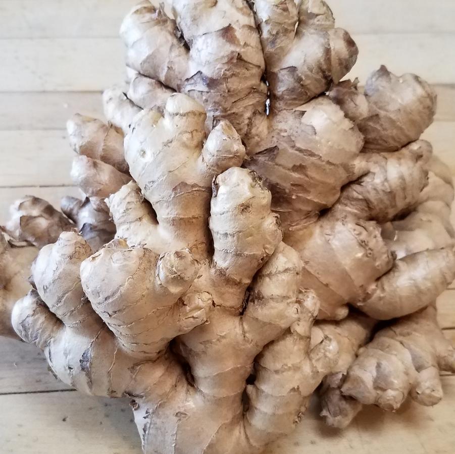 Zingiber officinale 'Ginger' - Ginger from My Organic Table
