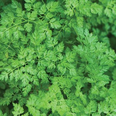Anthriscus cerefolium - Chervil from My Organic Table