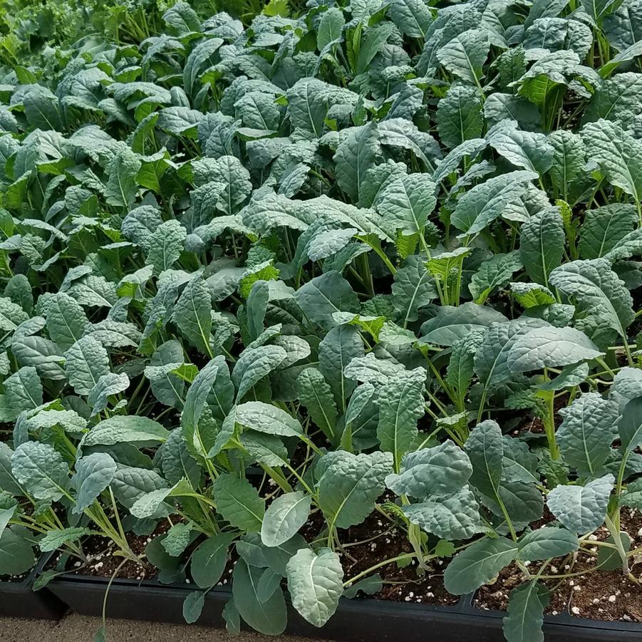 Brassica oleracea - Kale, Green Curly from My Organic Table