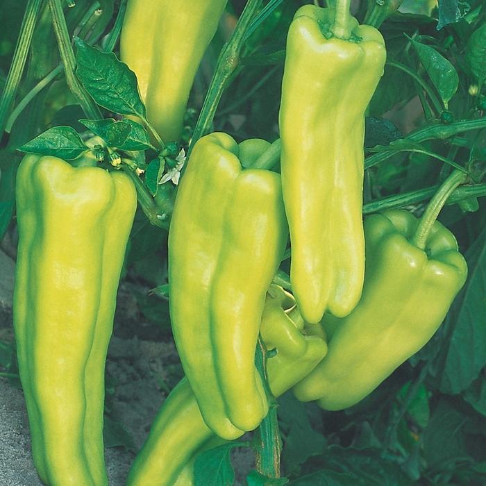 Capsicum annuum Aruba