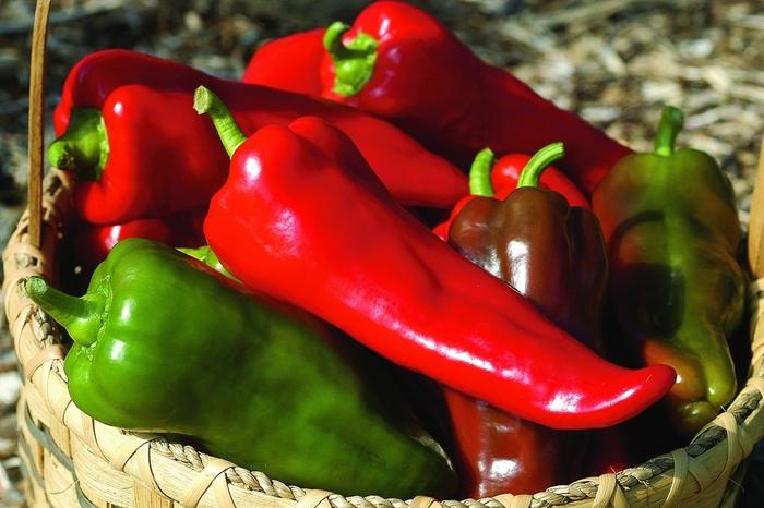 Capsicum annuum Carmen