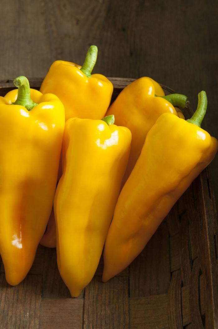 Capsicum annuum Escamillo
