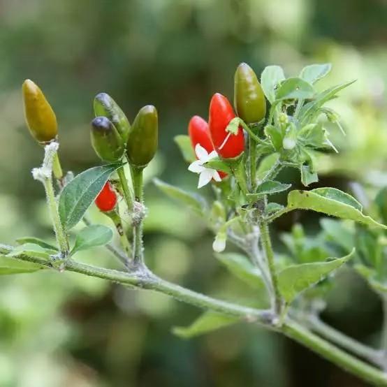 Capsicum annuum 'Pequin' - Pepper, Pequin from My Organic Table