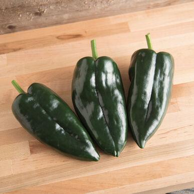 Capsicum annuum 'Poblano' - Pepper, Poblano from My Organic Table
