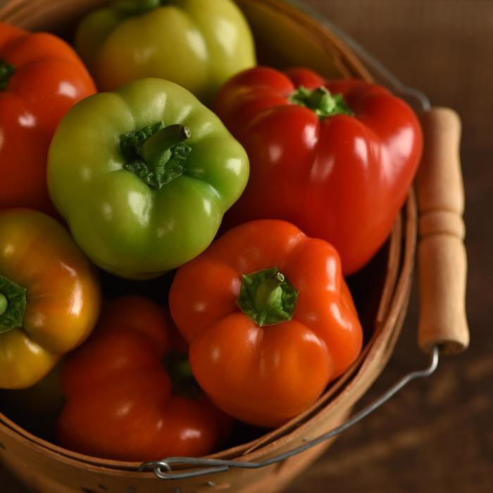 Capsicum annuum Prism (bell type)