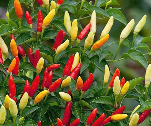 Capsicum annuum 'Tabasco' - Pepper, Tabasco from My Organic Table