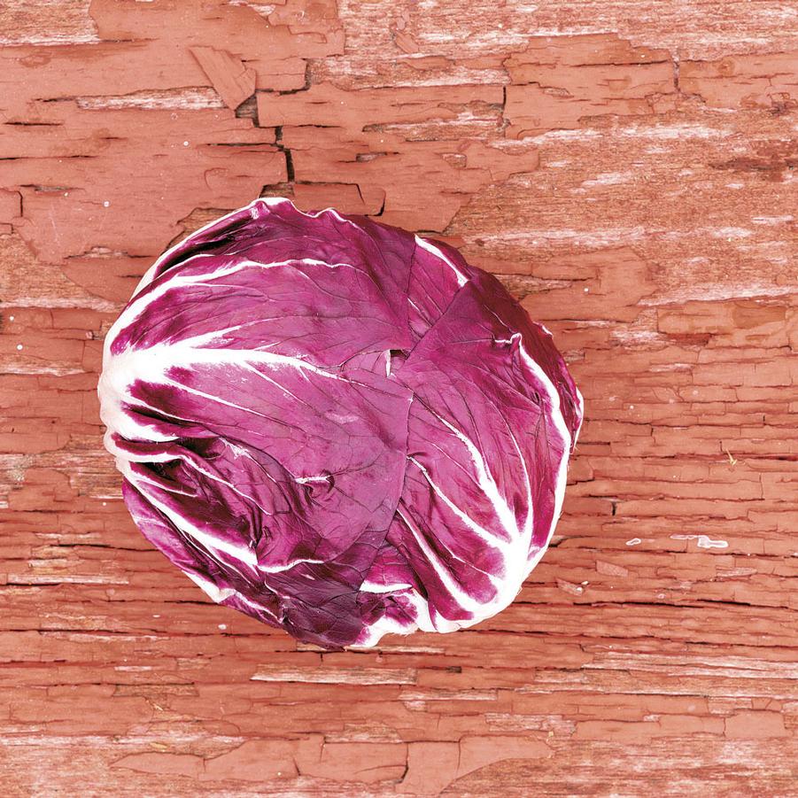 Cichorium intybus 'Indigo' - Radicchio from My Organic Table