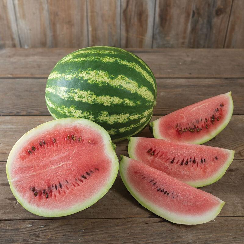 Citrullus lanatus 'Seeded - Crimson Sweet' - Watermelon Seeded - Crimson Sweet from My Organic Table
