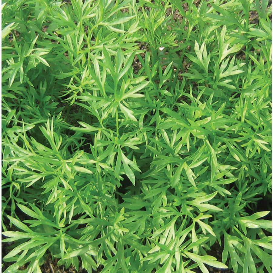 Coriandrum sativum 'Confetti' - Cilantro, Confetti from My Organic Table