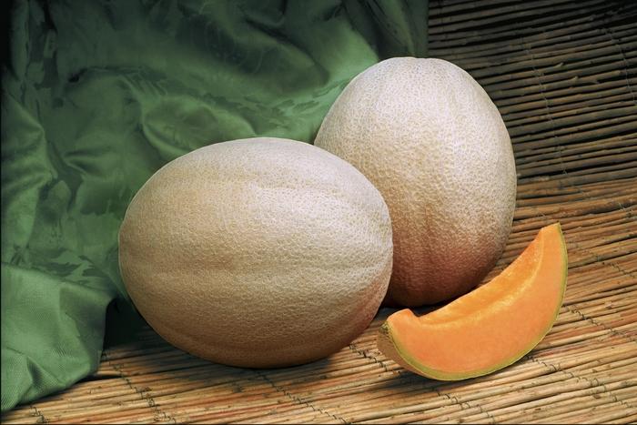 Cucumis melo Aphrodite