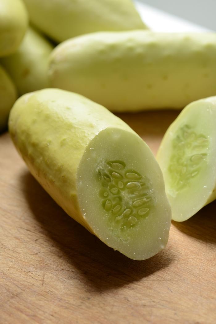 Cucumis sativus Martini (White Slicer!)