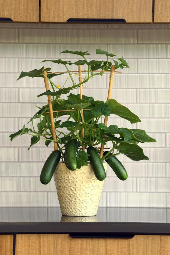 Cucumis sativus Quick Snack