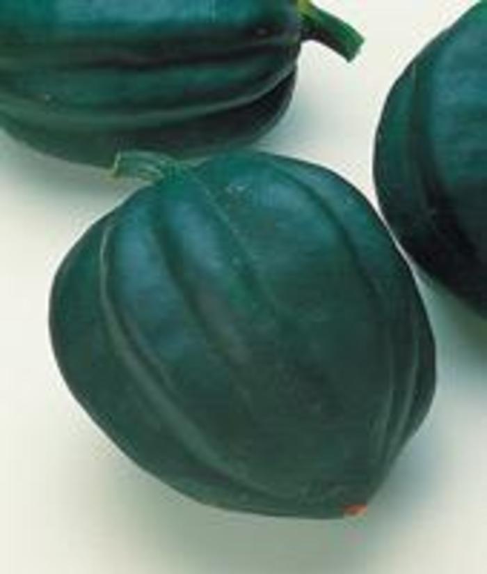 Cucurbita pepo Table Ace