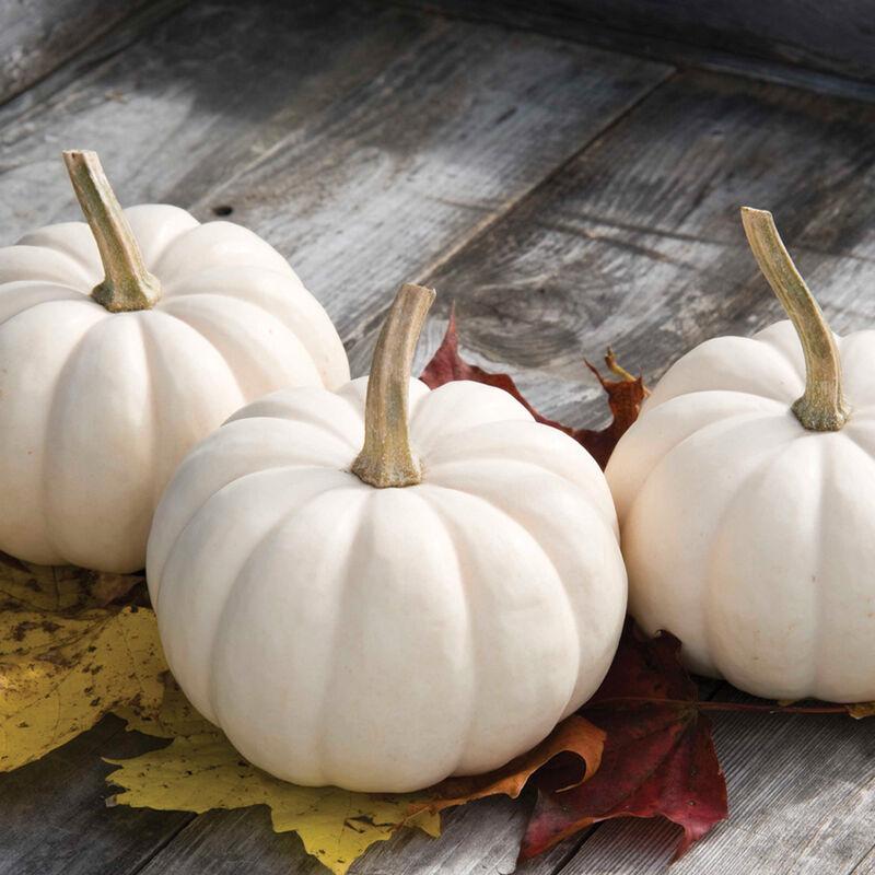 Cucurbita pepo 'Casperita' - Pumpkin, Casperita from My Organic Table