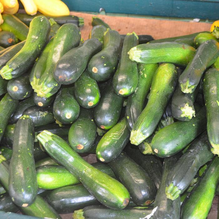 Cucurbita pepo Zucchini