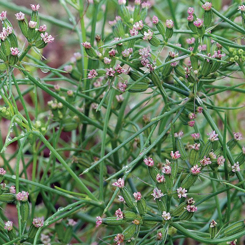 Cuminum cyminum - Cumin from My Organic Table