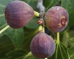 Ficus carica 'Chicago Hardy' - Fig, Chicago Hardy from My Organic Table