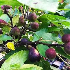 Ficus carica 'Violette de Bordeaux' - Fig, Violette de Bordeaux from My Organic Table