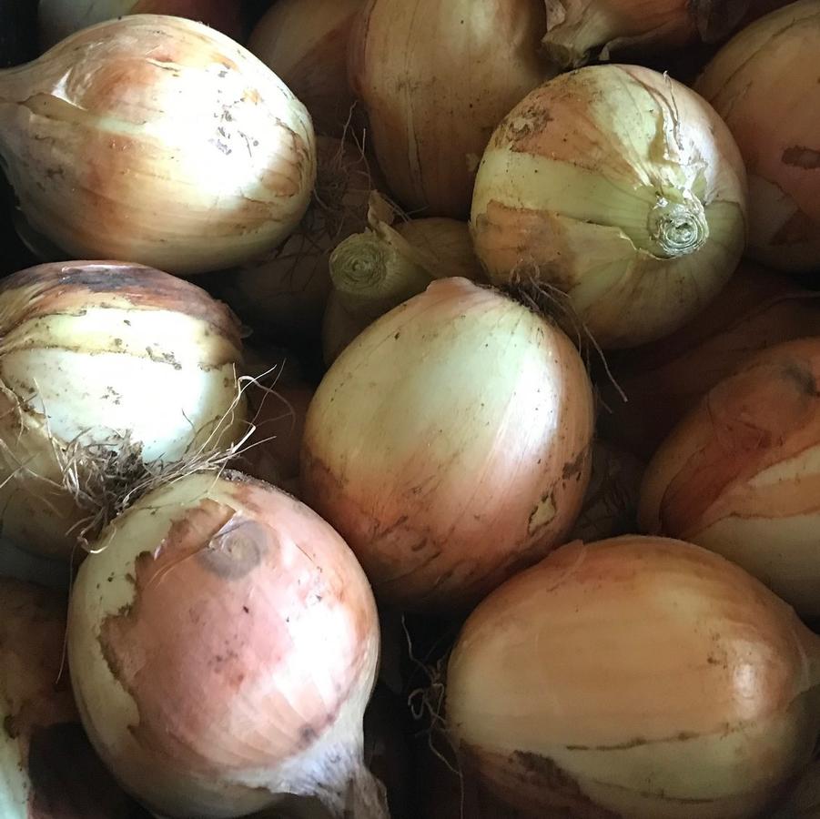Allium cepa 'Candy' - Onion from My Organic Table